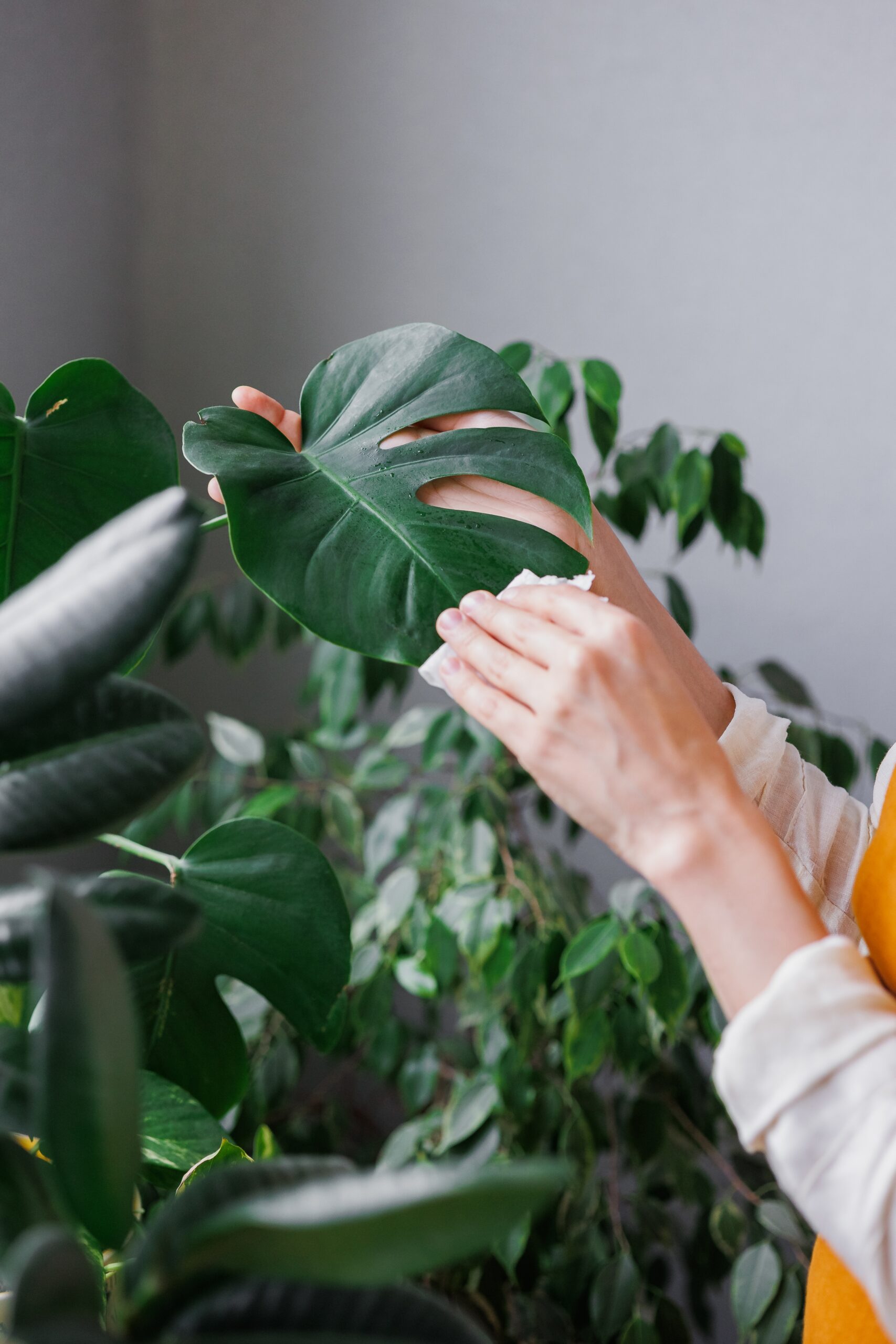 Person tørrer blad på monstera stueplante